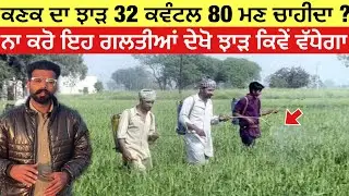 ਆਖਰੀ ਮੌਕਾ ਕਣਕ ਦਾ ਝਾੜ ਵਧਾਉਣ ਦਾ | increase wheat yield 