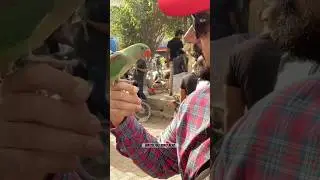 Baby Parrot | Bird Market Vlog | Faisal Javed TV #birdmarket #faisaljavedtv #babyparrot #karachi