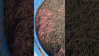 Vermicompost for money plant | earthworm 🪱 kechua hi kechua | Eisenia fatida | unlimited earthworm