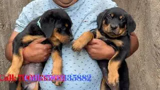 Top Quality Rottweiler Puppies || 7903135882 || Pet shop in Ranchi || Jharkhand #rottweiler