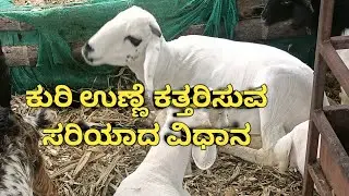 ಕುರಿ ಉಣ್ಣೆ ಕತ್ತರಿಸುವ ಸರಿಯಾದ ವಿದಾನ //Sheep Clipper hair trimmer // How to trim sheep's wool