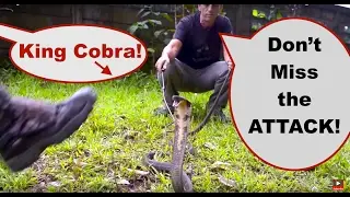 King Cobra Thailand Conservation - Rescue, Attack, Release