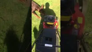 Zinzan the Dobermann doesn&rsquo;t like the lawnmower