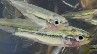 Native Australian Creek Fish Rainbows Smelt Pacific Blue Eyes Brisbane #aquariumfish #fishtank #pet 