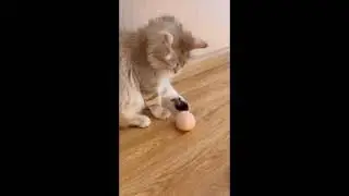 Stuff toy ball for Smart Cat and Dog| Squeaky toy for kitten...