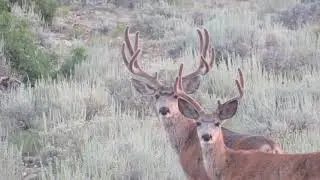 Book Cliffs Bucks 2021