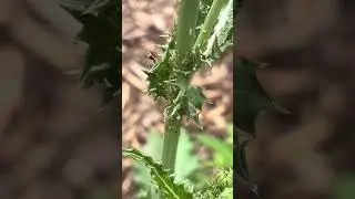 Green peach aphids (Myzus persicae)