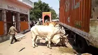 Basti Breaking News: Truck of Bulls Caught by Chhawani Police at Ghaghauwa