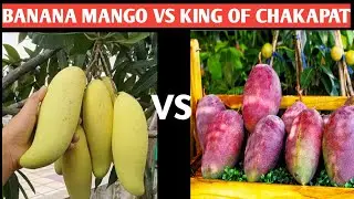 Banana Mango vs King of Chakapat Mango