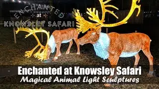 Enchanted at Knowsley Safari | Magical Animal Light Sculptures! | iPhone XR Lowlight