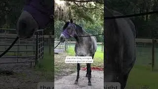 help your nippy horse stop nipping