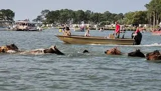 2024 Chincoteague Pony Swim Back - July 26, 2024