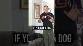 Does your Dog Own the Couch? Here&rsquo;s How to Take It Back!