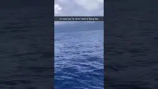 FLYING FISH GOES FASTER THAN BOAT!