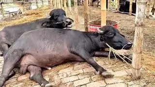 Gabtoli Buffalo new Collection | Big Buffalo In Bangladesh | Biggest Cattle Market In Bangladesh