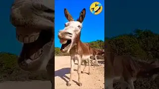 bakari ki video 🤣🐐🤣#funny #comedy#trending#viralvideos #animals #youtubeshorts #trendingshorts#cute