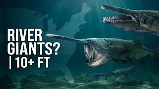 America&rsquo;s Giant River Monsters Shouldn&rsquo;t Exist: Here&rsquo;s Why! 