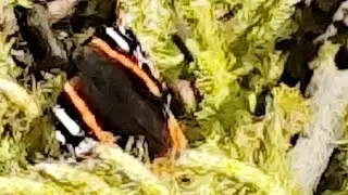 The life of a butterfly 🦋✨💓🍀🌸