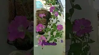 Petunia Common Variety