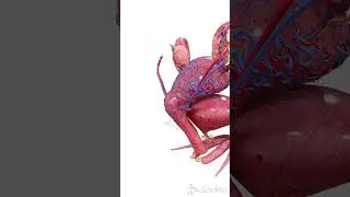 Uterine Blood Supply | 3D Medical Animation  #medicalanimation