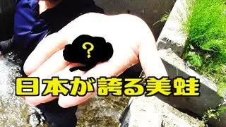 日本の美蛙を捕獲！シュレーゲルアオガエルの捕獲方法！　ツリアメ