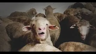 ⚡Animales electrocutados videos graciosos y divertidos😂