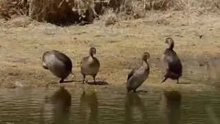 Ptice Hrvatske - Mali gnjurac (Tachybaptus ruficollis) (Birds of Croatia - Little Grebe) (2/2)