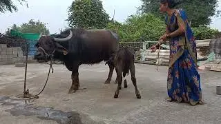 ఈరోజు బర్రె పాలు పిండే విధానం @anitha uppu 