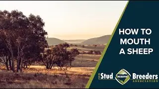 How to Mouth a Merino Sheep