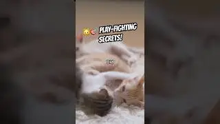Why Kittens Play-Fight So Much 🐾 #kitten #catfacts