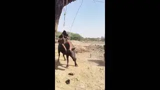 Animal ASMR #seo