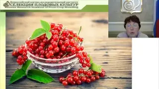 Сорта смородины красной селекции Всероссийского НИИ селекции плодовых культур