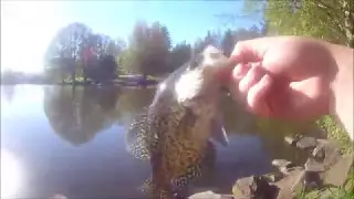 Bluegill, Crappie and Bass Fishing at Waverly Lake - Part 2