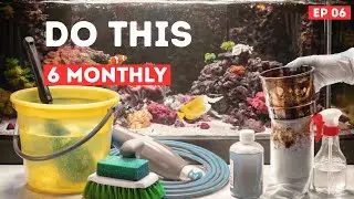 Saltwater Aquarium Maintenance Routines 6 MONTHLY ep.6 | How To