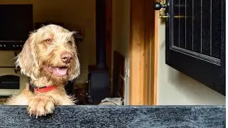 Dog-Friendly Holidays in Suffolk