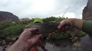 Chasing Trout - Tigers and Cutts