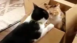 Не поделили коробку..