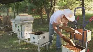BROOD REMOVAL &ndash; alternative method for Varroa control in honey bee colonies