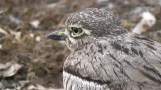 Water Thick-knee, Strandfontein, SA