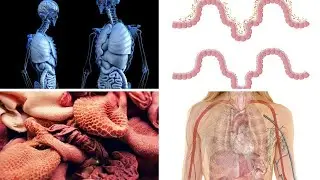 Bienfaits et pouvoir de la L-Lysine