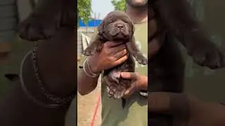 all breeds of dog available 🔥