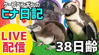 【LIVE配信】ケープペンギンのヒナ日記「38日齢」【劇団ペンターズ】#live #penguin #誕生