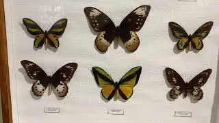 Unique Collection of Birdwings Butterflies, Lepidoptera, Awesome Ornithoptera. Entomology Science.
