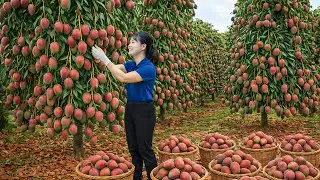 Harvesting RARE Honey Mangoes to Sell | Crispy Fried Mangoes in a Pan – Classic Village Recipe