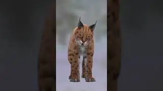 Random Lynx edit#wildcraft
