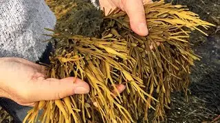 BioBlitz 2020: Seaweed Spotlight