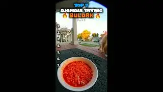 Top 7 Sora Ai Water Boarding Dog Moments 🥀😭🙏 #shorts #dogs #funnydogs #meme #compilation #677 #fy