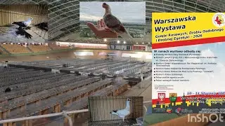 Walczymy dalej 🤣💪 Gołąbki już są w Pruszkowie 😉🕊️👍