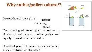 What is protoplast and anther culture? What are the benefits of protoplast and anther culture
