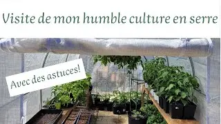 Visite de mon humble culture en serre